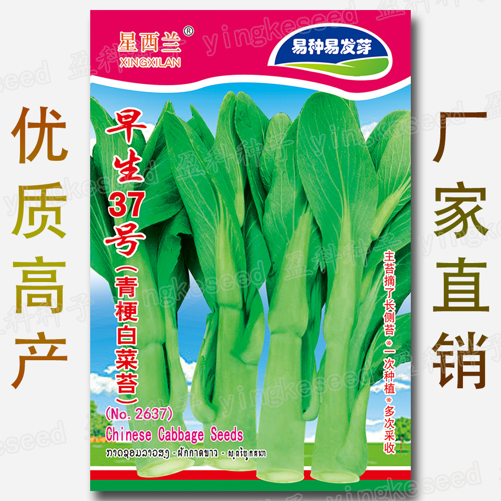 早生37号青梗白菜苔种子 约800粒 易种 新手易发芽 青梗白菜薹籽