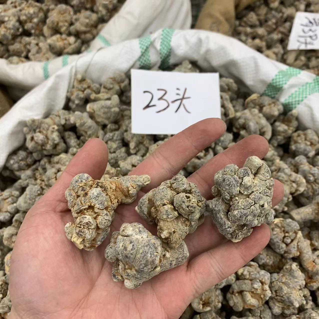 云南文山三七头23头足干三七水洗无打蜡 可磨粉 产地批发 支持代