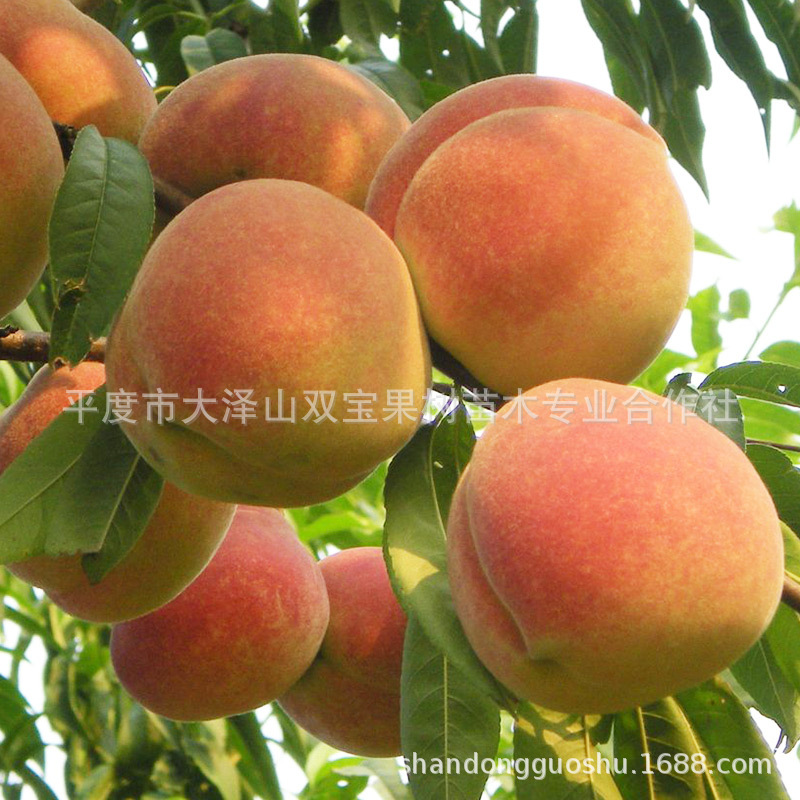 特大嫁接中华寿桃北方南方种植山东基地批发新品种桃树苗特大号