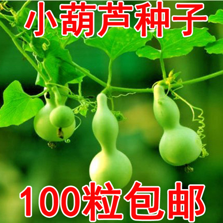 批发蔬菜种子春秋播瓜果种子丝瓜冬瓜黄瓜甜瓜南瓜西葫芦种子西瓜