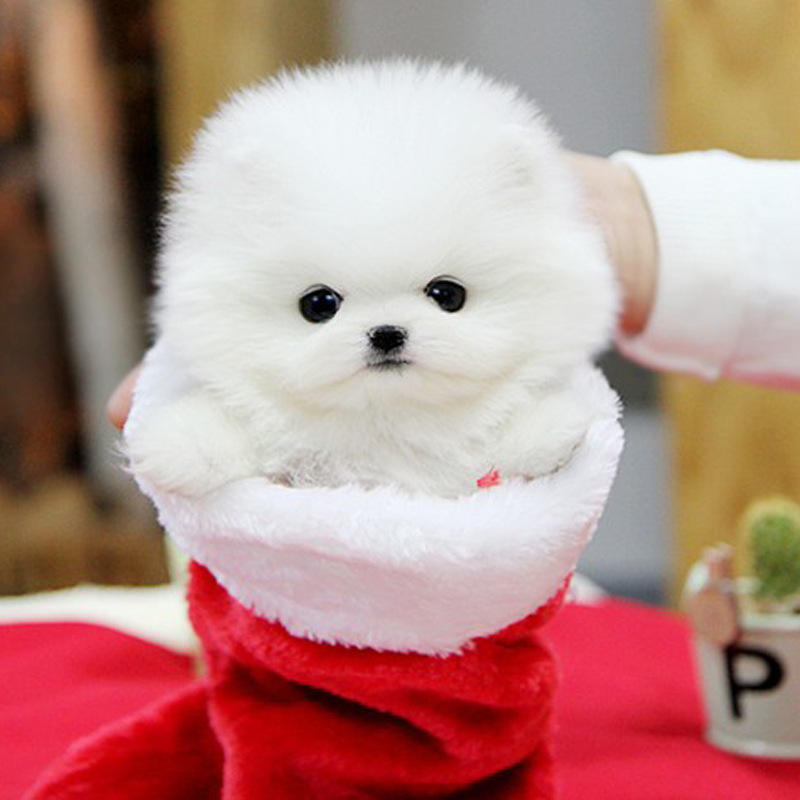 茶杯犬俊介比熊小型可爱泰迪贵宾犬边牧活体宠物狗狗相似店铺>进入本