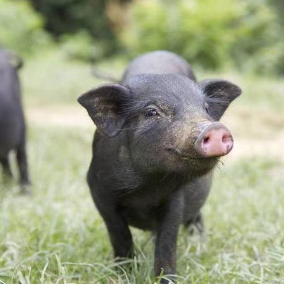 正宗土黑猪 土黑猪猪苗 散养跑山猪黑土猪 活体小黑猪幼崽幼仔
