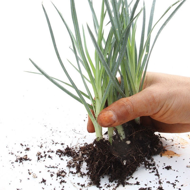 四季红盆景-四季红盆景厂家,品牌,图片,热帖-阿里巴巴