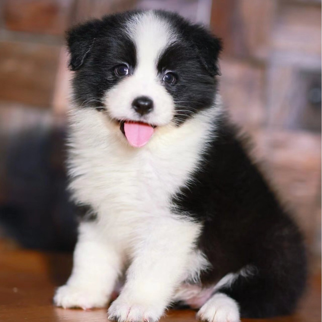 边牧幼犬纯种活体小狗黑白双血统金色陨石边境牧羊犬宠物狗边牧犬