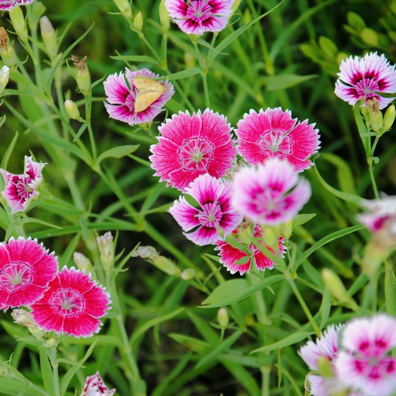 重瓣五彩石竹花籽盆栽矮生常夏石竹花种籽海美国少女石竹阳台花种