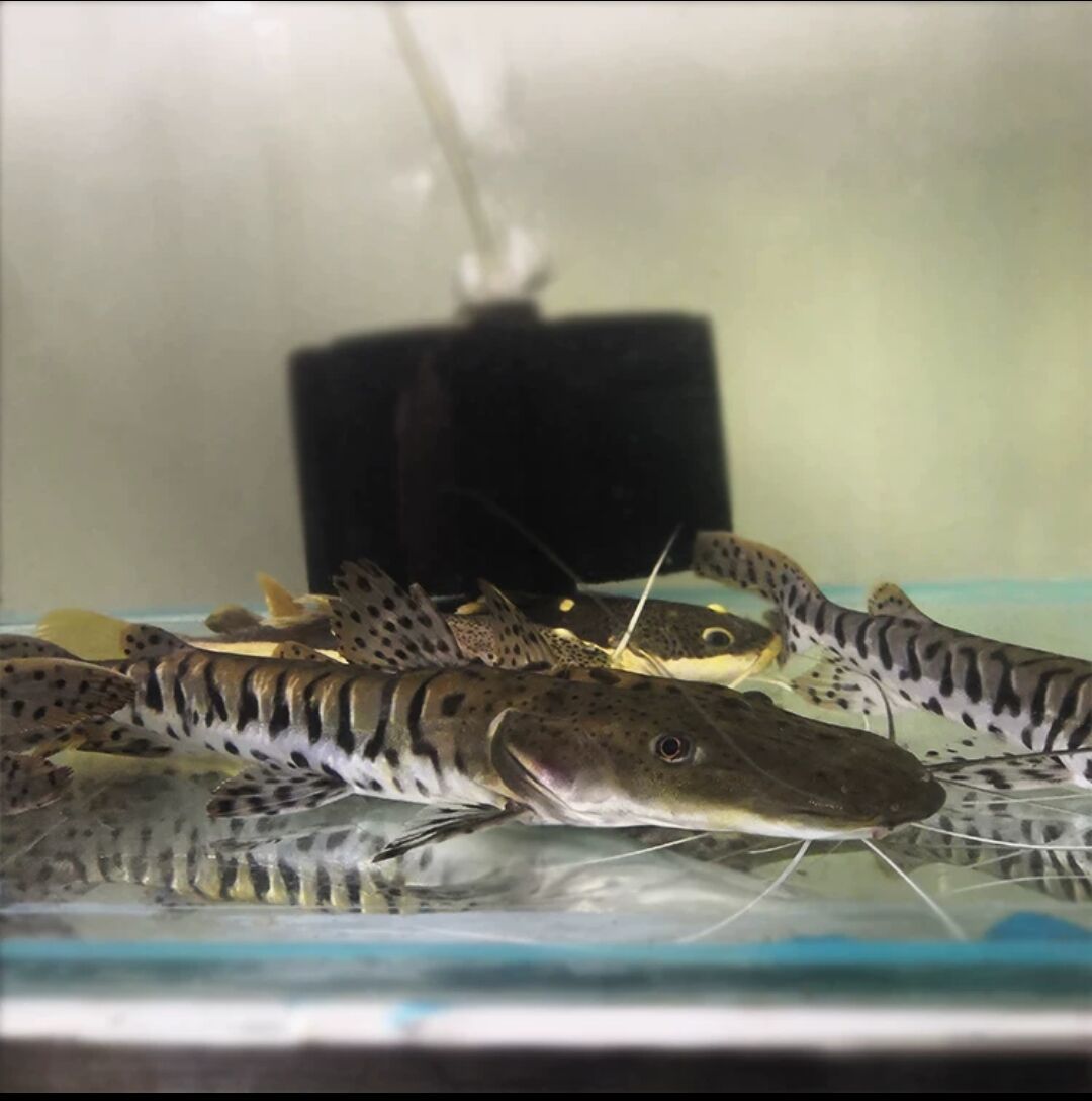 虎斑鸭嘴鲨虎纹鸭嘴斑马鸭嘴撒旦鸭嘴大型热带观赏鱼活体-阿里巴巴