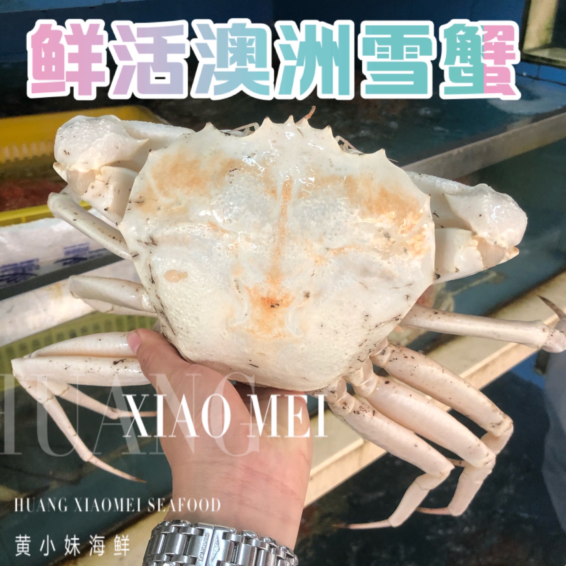 正宗鲜活澳洲鳕蟹野生海捕野生大螃蟹皇后蟹水晶蟹上海闪送500g