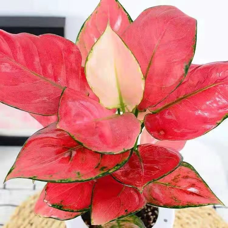 如意皇后花盆栽吉利红万年红火植物室内水培绿植花卉四季观叶盆景