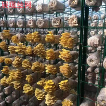 厂家现货蘑菇网出菇网格架 蘑菇网片 出菇网格网架 食用菌培养架