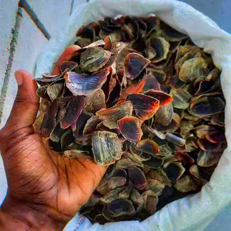 海螺盖 香螺盖  南格 藏香原材料 海螺厣海螺壳 亳州香料研磨打碎