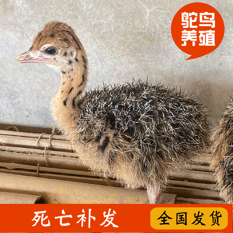 鸵鸟苗多少钱一只 非洲脱温鸵鸟苗 鸵鸟苗-阿里巴巴