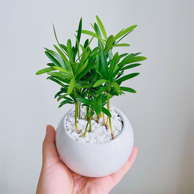 罗汉松小森林办公室内电脑桌面绿植花卉迷你小盆栽好养厂家包邮