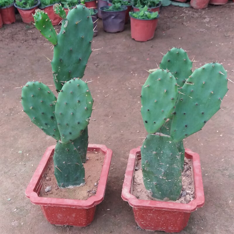仙人掌盆栽新鲜墨西哥米邦塔可食用药用仙人掌多肉种植外敷绿植