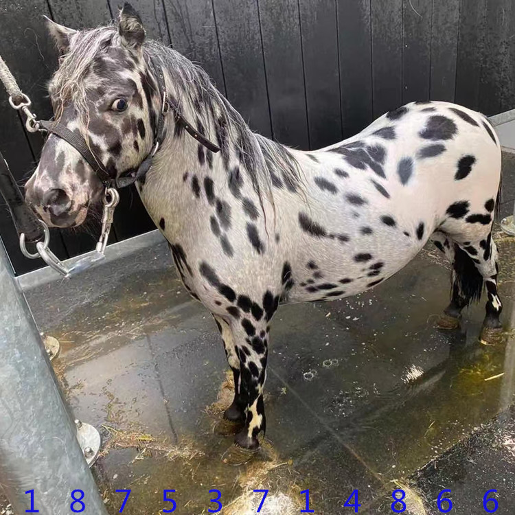 英国迷你小矮马出售 儿童骑乘德保矮马肩高一米一的白龙马价格