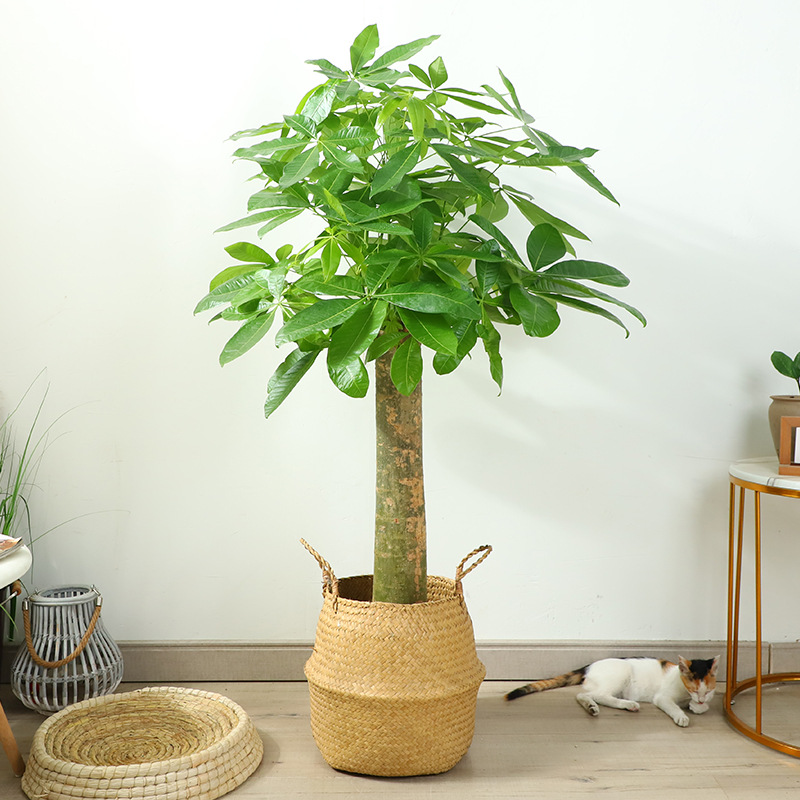 发财树大型盆