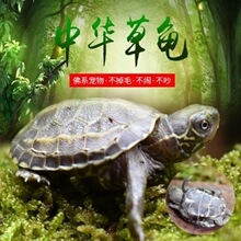 长颈龟观赏深水混养鱼缸乌龟宠物大型蛇颈侧颈网红招财镇宅吃鱼粪