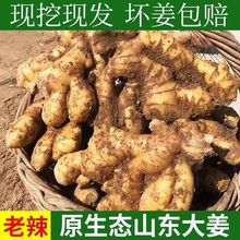 生姜山东现挖新鲜大姜老姜大黄姜月子姜带泥调味品生鲜蔬菜批发