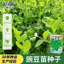 无须豌豆苗种子豌豆尖种籽豌豆种南方豆苗青菜芽苗菜四季农家蔬菜