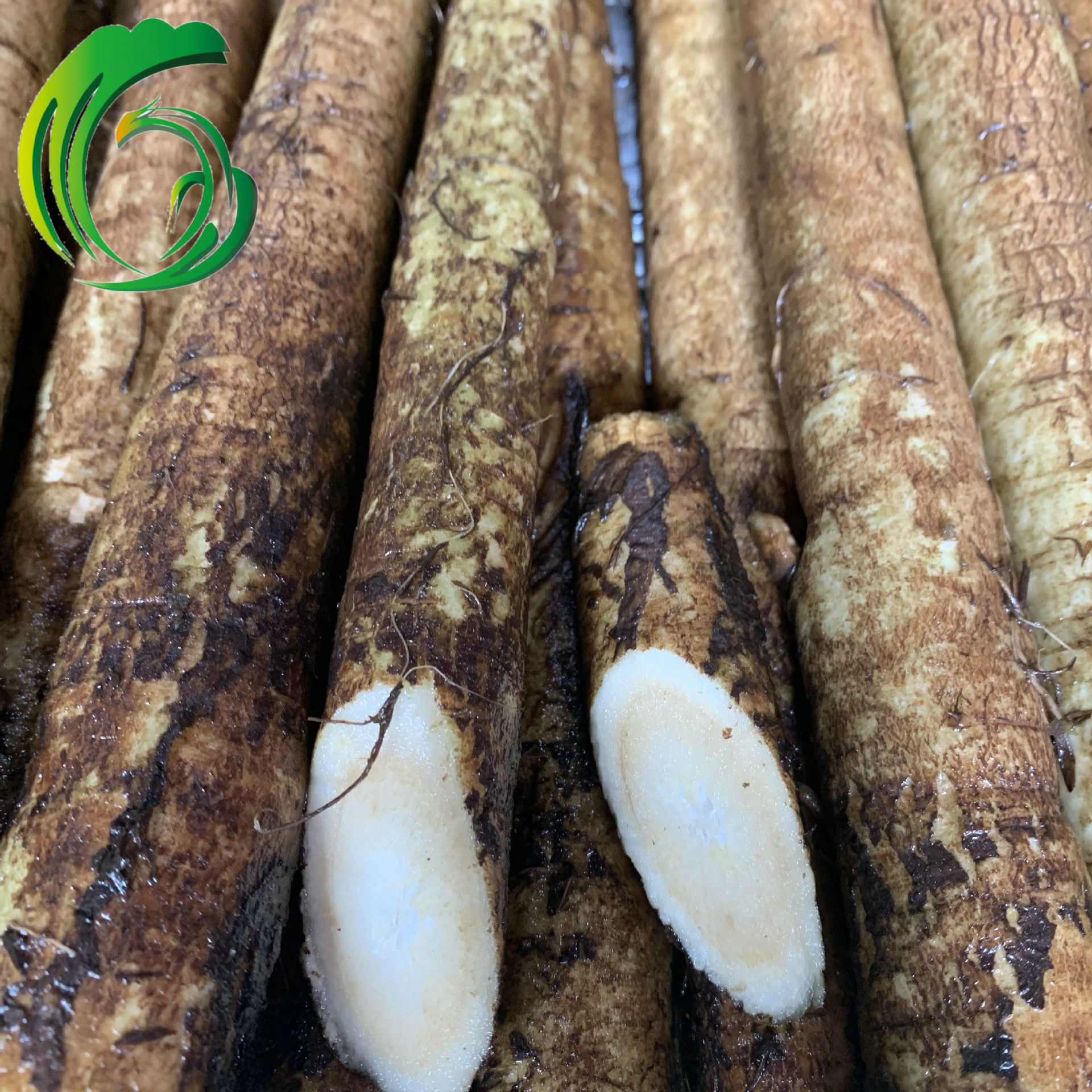 2021年新鲜牛蒡 柳川理想 苍山产地 10kgs纸箱包装 出口日本