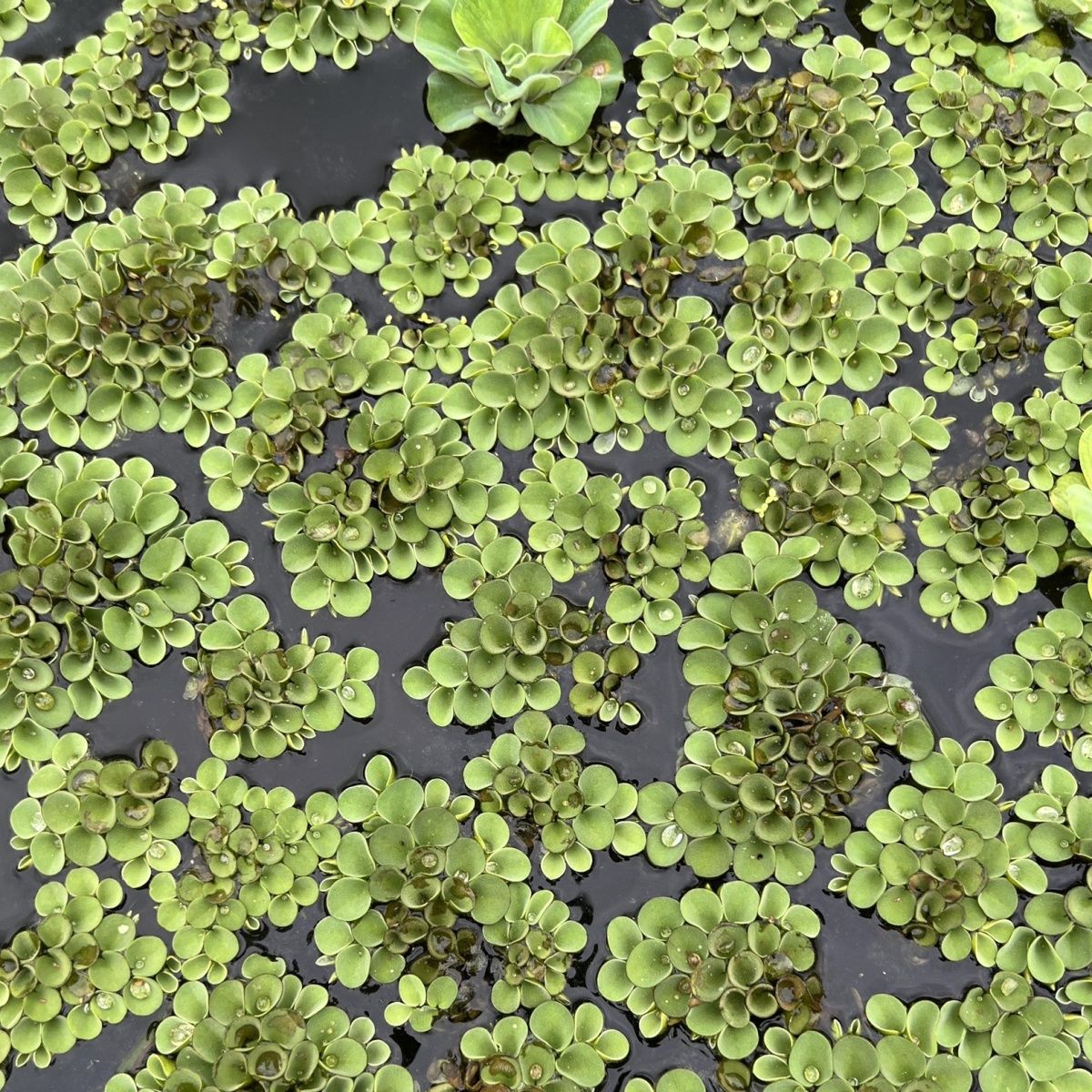 肚兜萍鱼缸浮萍水草养鱼养龟虾净化水质浮草水生植物水族箱造景