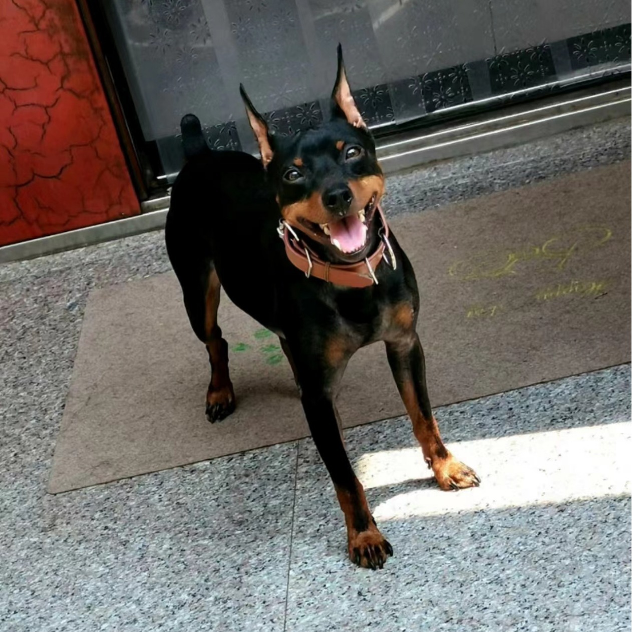 批发纯种迷你宾莎犬活体幼犬狗狗小狗迷你杜宾护卫犬宠物犬宠物狗