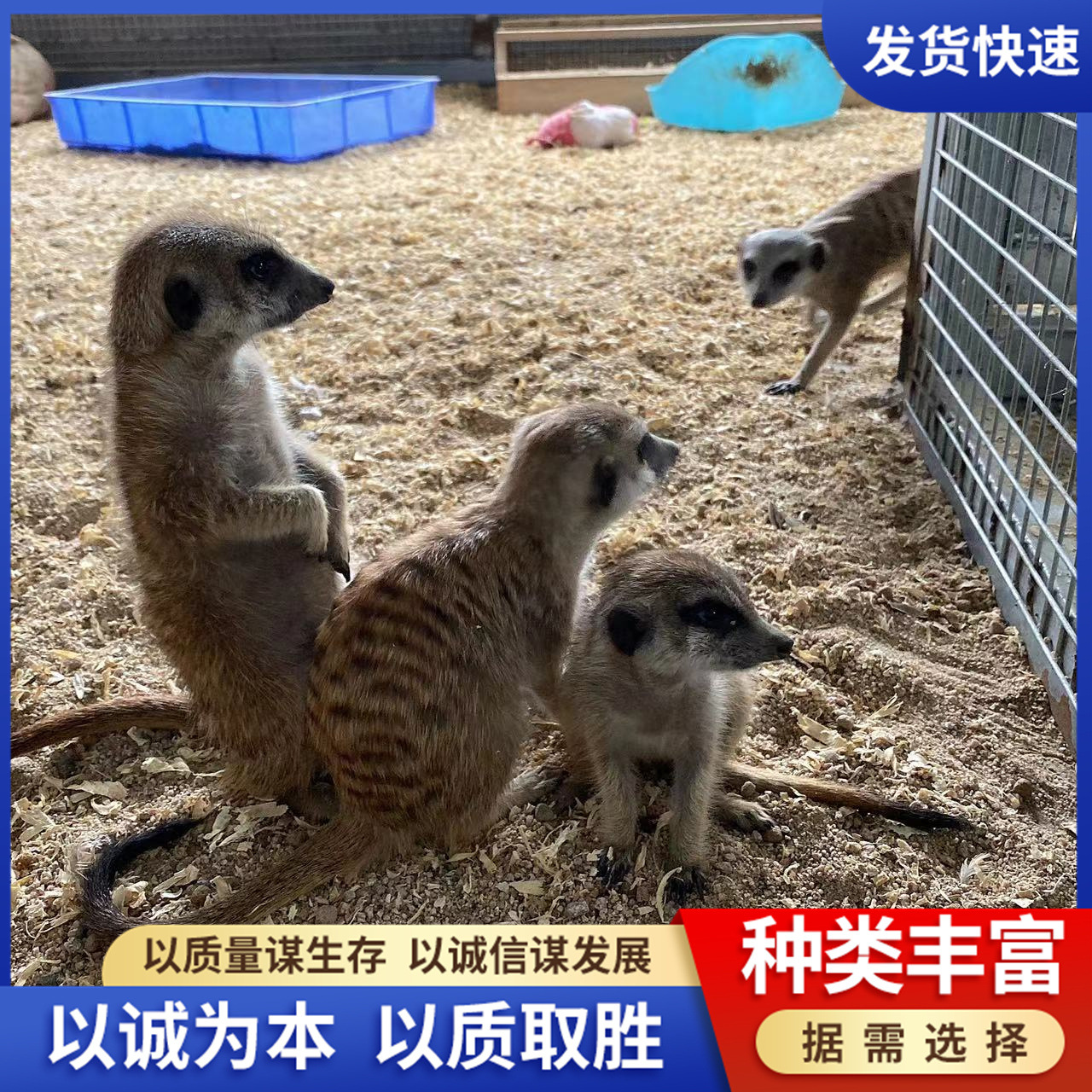 宠物德保矮马活体 迷你宠物矮马幼崽 儿童骑乘德保矮马活物-阿里巴巴