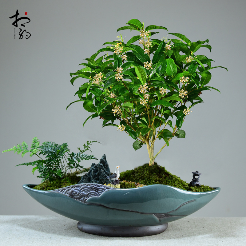四季桂花树盆栽植物盆景阳台室内好养庭院常青绿植开花浓香型花卉