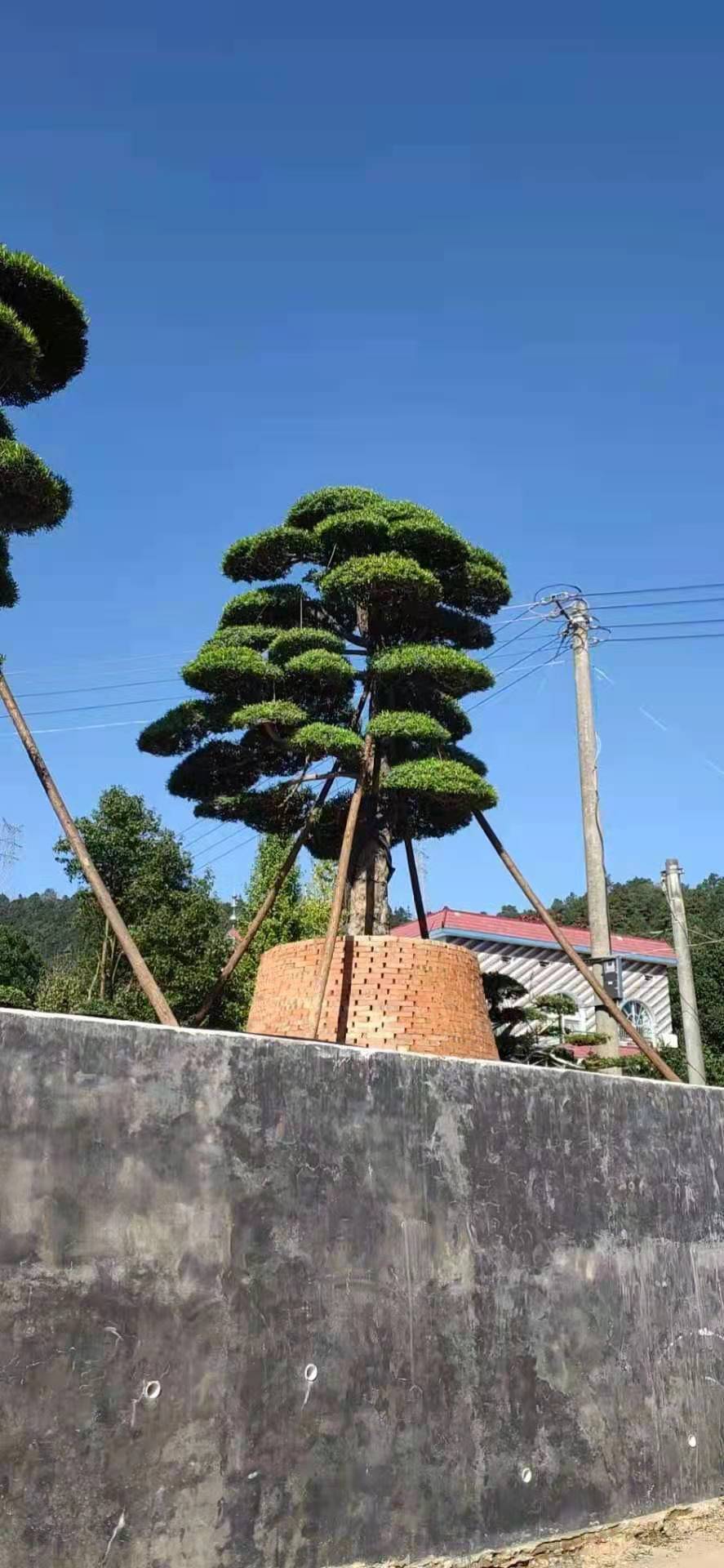 精品罗汉松造型树园林工程绿化行道庭院树 规格齐全湖南基地直销