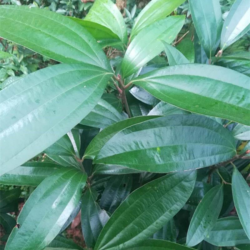 桂皮树树苗玉桂树肉桂苗名贵药材树苗桂树官桂牡桂广西桂皮树