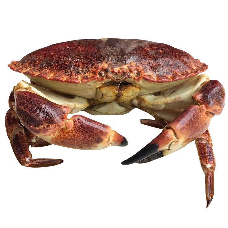面包蟹 鲜活螃蟹活体海鲜帝王大龙虾鲜冻熟冻黄金斤斤斤礼盒装