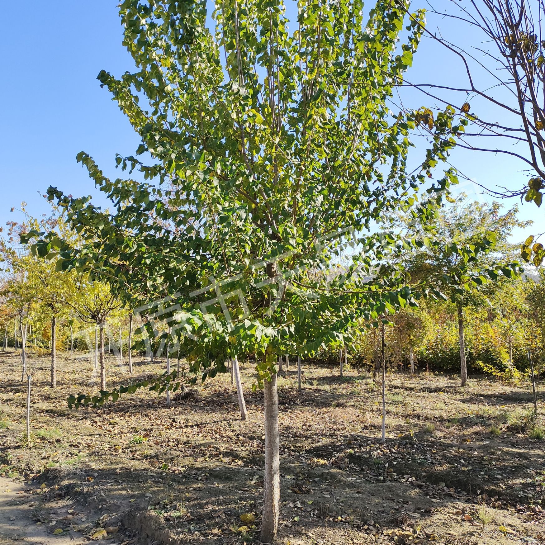 单杆暴马丁香 风景树行道树 5到15公分 花香四溢 景区园区绿化