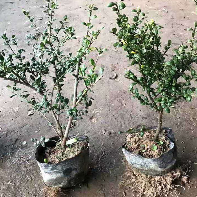苗木 工程绿化 园林 龟甲冬青小毛球 大杯苗美观 黑土种植基质