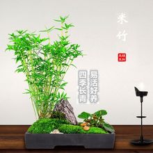 米竹盆景植物四季常绿驱蚊竹造景竹微景观盆景竹小叶米竹盆栽苗