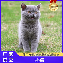 纯种血统英短蓝白猫幼猫崽矮脚曼基康美短起司加白活体宠物蓝猫舍
