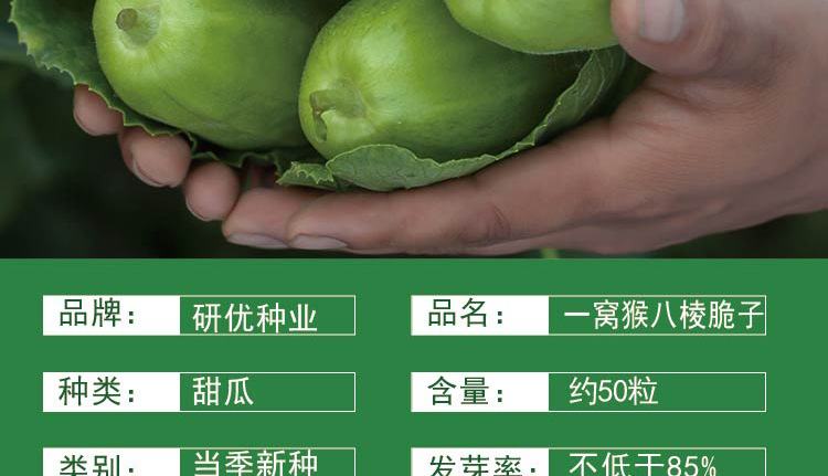 研优一窝猴八棱脆瓜种子早熟皮薄广适丰产甜瓜籽菜园易种蔬果籽