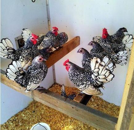农家小院观赏鸡梵天鸡婆罗门鸡贵妃鸡元宝鸡 绣球鸡 长尾鸡出售