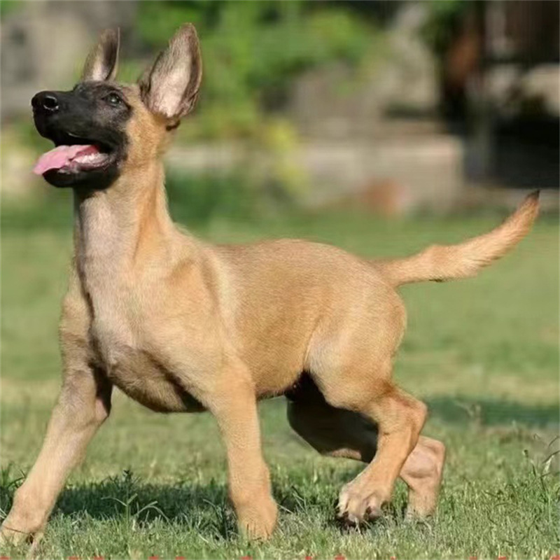 出售纯种马犬狼狗活体幼犬精品马犬看家护院犬大骨架双血统马犬