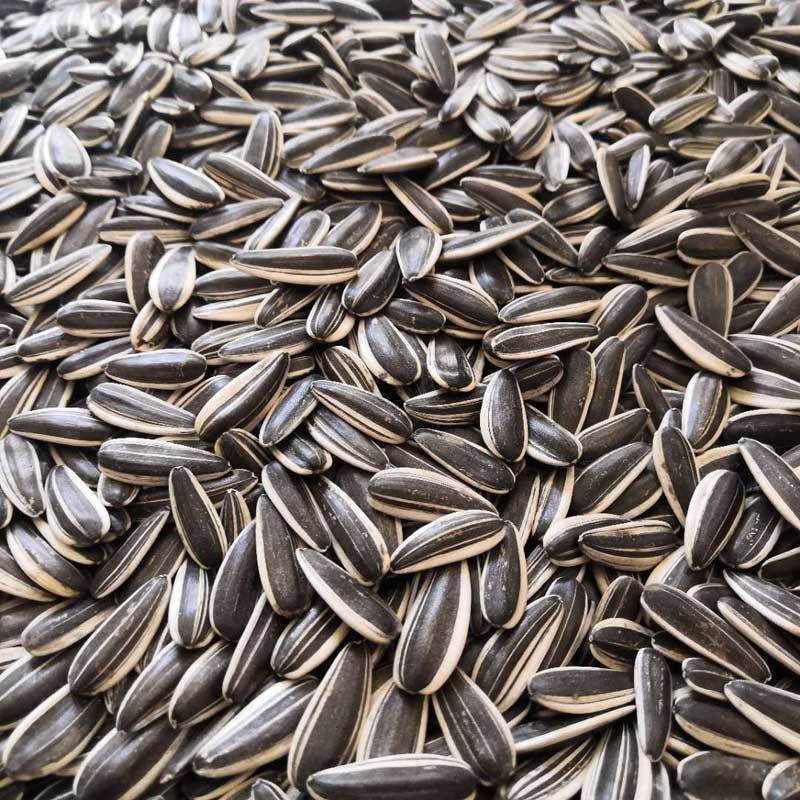 新疆大颗粒瓜子新鲜饱满葵花籽香脆原味生瓜子批发新货向日葵