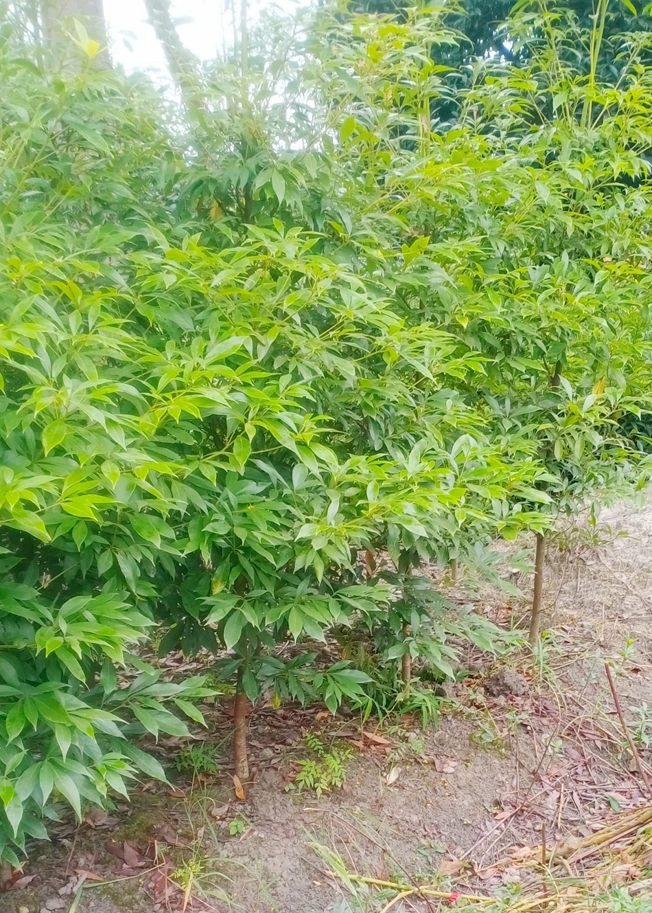 小叶桢楠地苗 细叶桢楠 金丝楠木 四川园林绿化苗木 楠木笼子绿篱