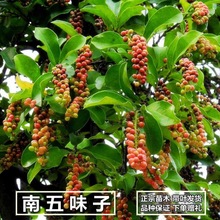 五味子苗 南五味子树苗 木本花卉药用植物 庭院阳台别墅绿化苗木