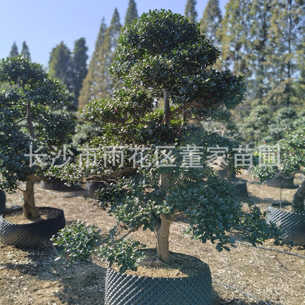 大量供应金玉满堂造型树 2.5-3米高无刺构骨造型树 树形漂亮