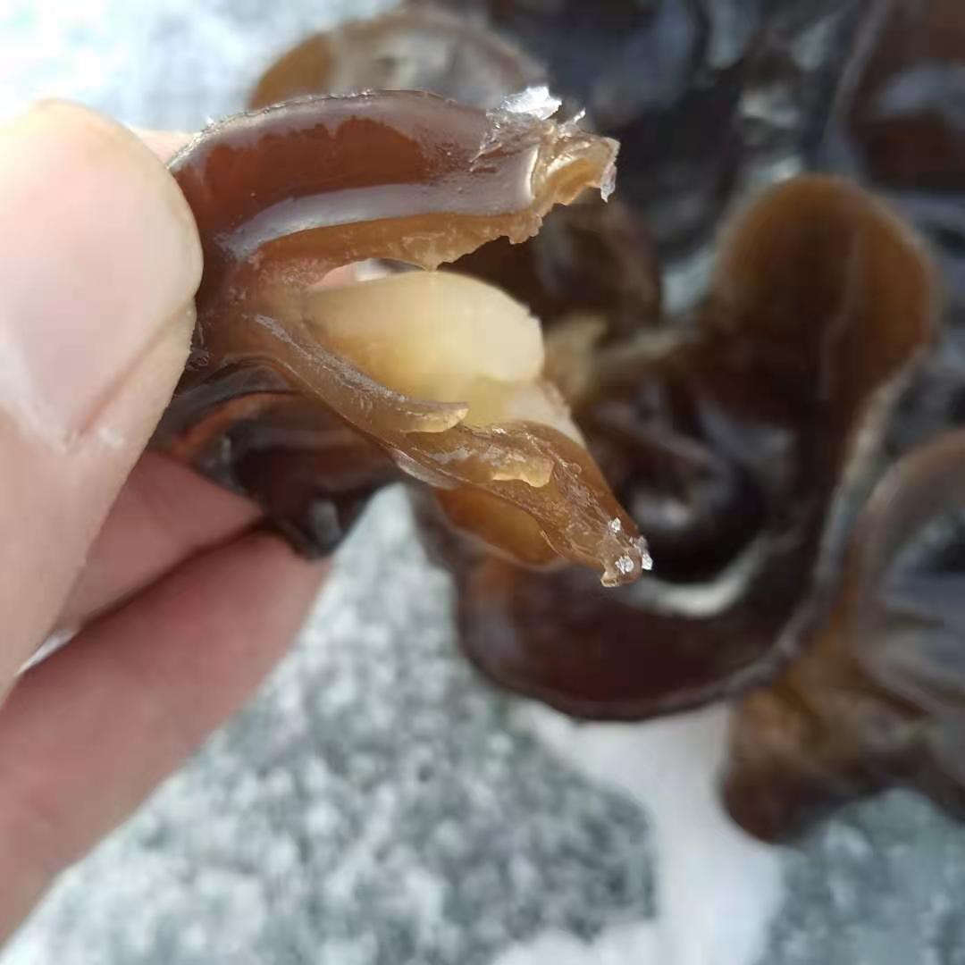 批发大兴安岭单片黑木耳胶质厚泡发率高新货产地直销秋500g