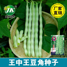 王中王芸豆角种子早熟一号架豆青绿色四季豆种籽50克厂家批发