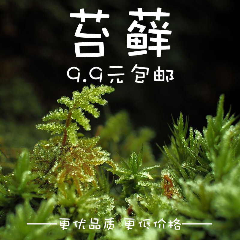 鲜活青苔 苔藓微景观生态瓶 白发藓 假山盆栽迷你植物diy材料包邮