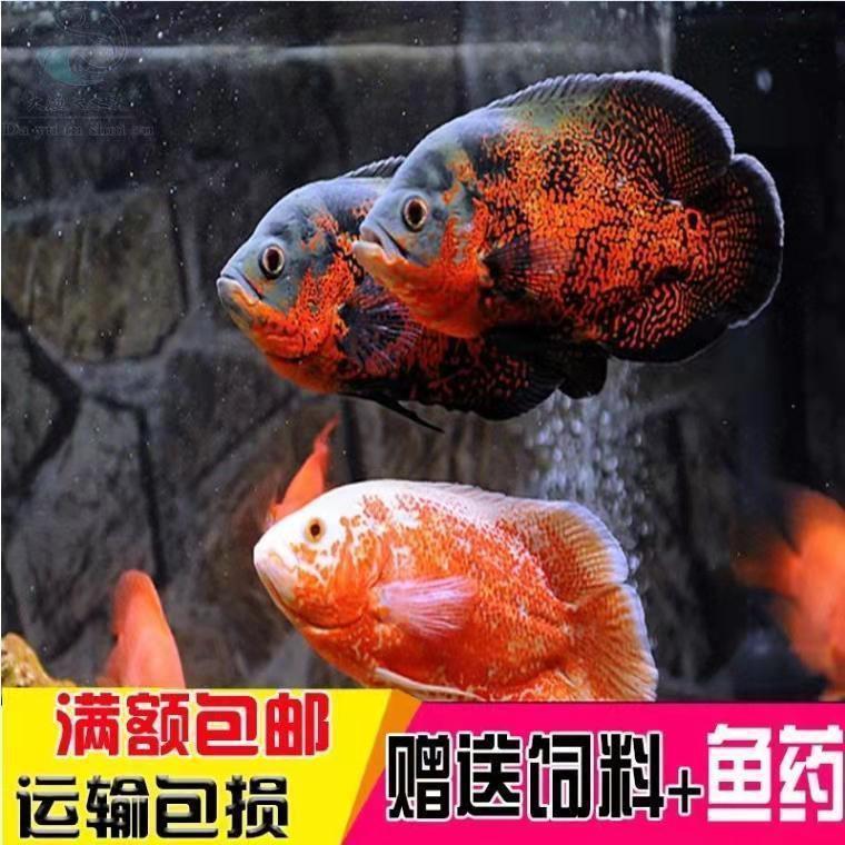 玉面皇冠财神鱼活体红宝石好养卵生宠物及园艺水族观赏鱼南