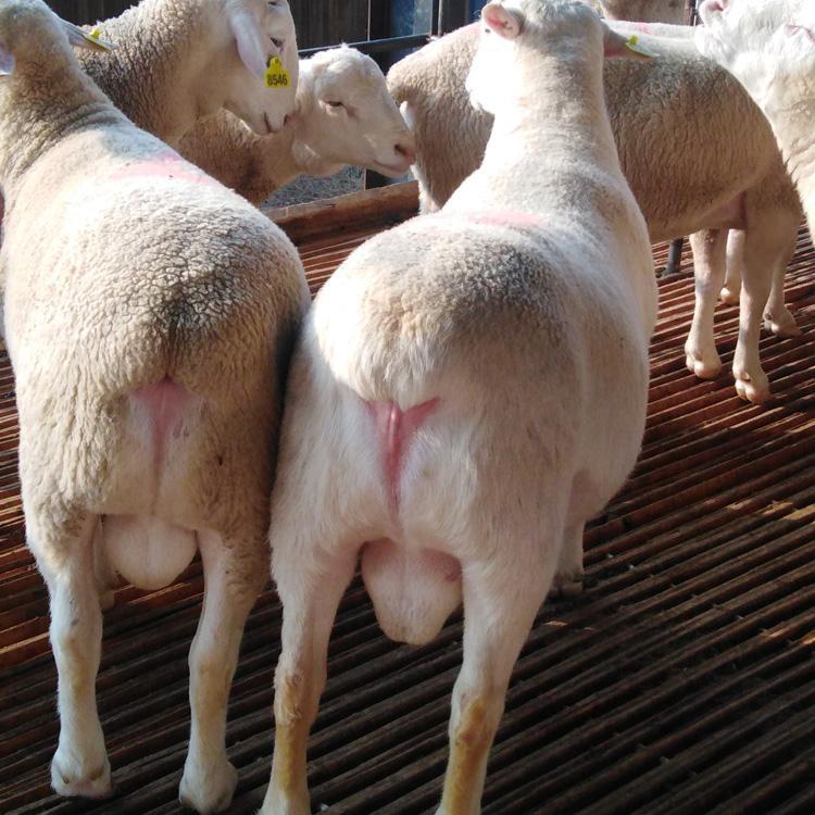 澳洲白绵羊纯种小羔羊怀孕母种公养殖杜泊绵羊波尔山羊奶黑青包邮