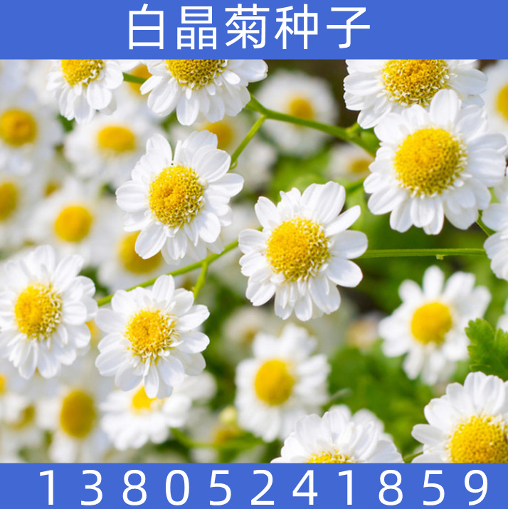 包邮白晶菊种子春秋播多年生宿根园林景观花卉四季播易活花籽