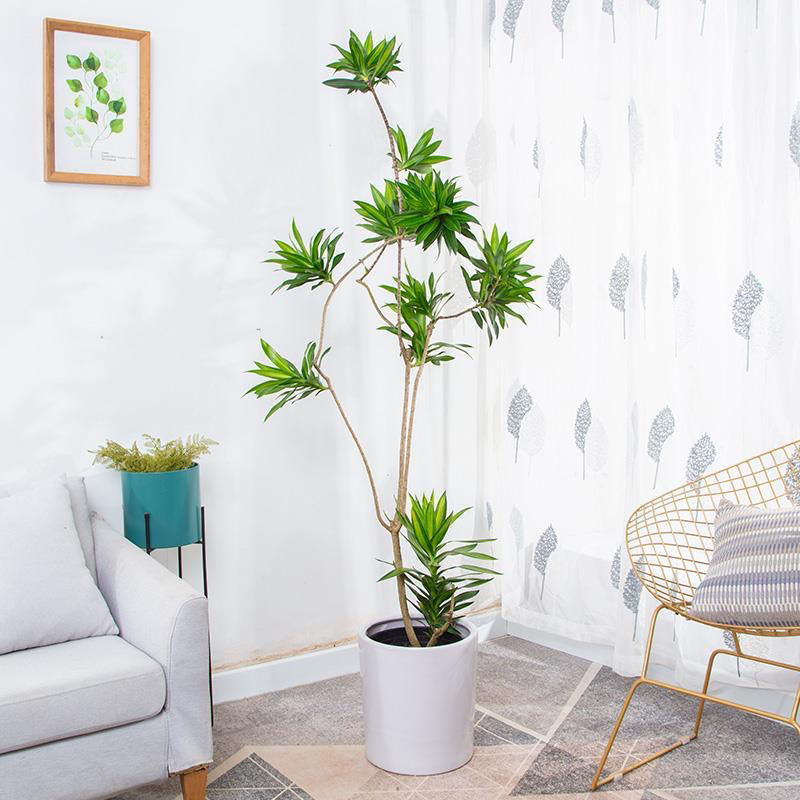 百合竹大盆栽室内好养植物金边百合竹龙血树老桩除甲醛大型绿植