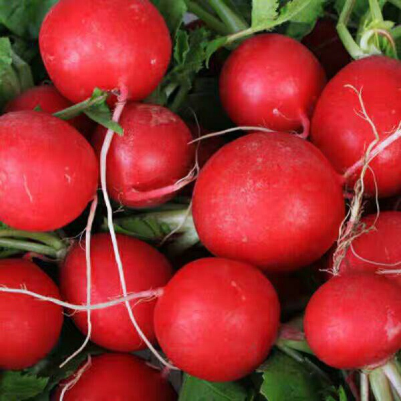 新鲜樱桃萝卜小萝卜水红萝卜迷你粉嫩多汁爽口沙拉泡菜蔬菜食材