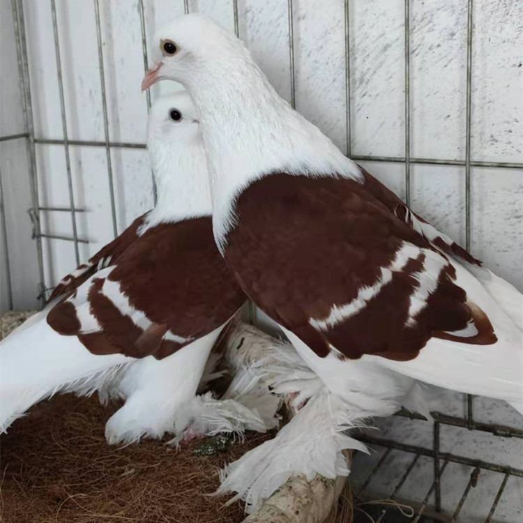 前顶红彩背鸽一对多少钱 光头红彩背鸽子价格 喀什彩背鸽图片